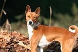 BASENJI 051